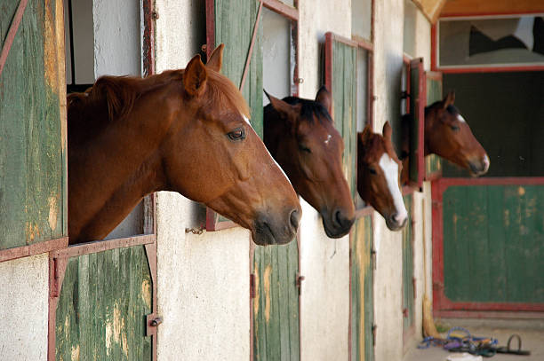Horse stall with horses poking heads out stock photo