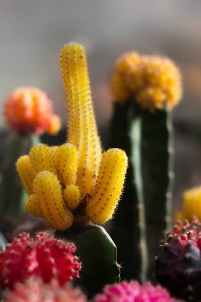 istock Group of colorful Gymnocalycium cactus 949189990