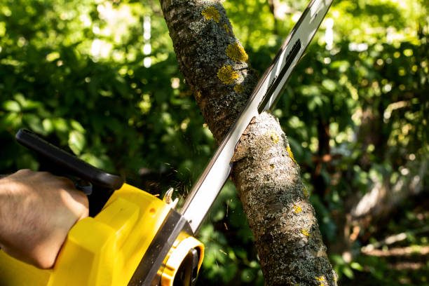 istock Wood-cutting tree with a chainsaw. man cutting trees using electric chain saws and professional tools. care of nature 949191056