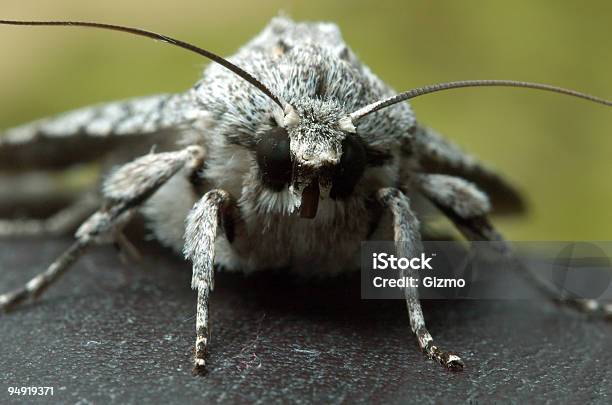 Ekstremalnych Macro1 Motyl - zdjęcia stockowe i więcej obrazów Bliskie zbliżenie - Bliskie zbliżenie, Brzydota, Brązowy