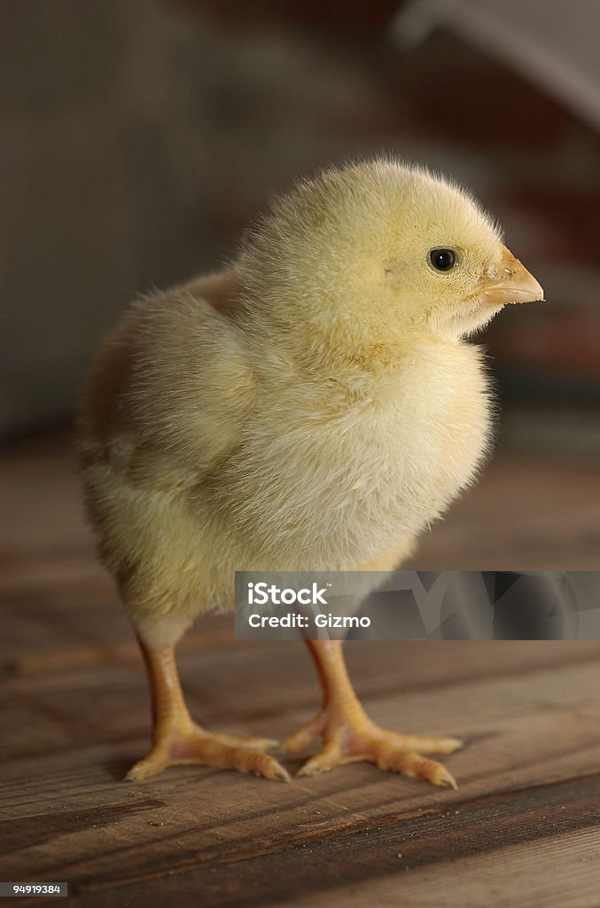 Pollo - Foto de stock de Amarillo - Color libre de derechos