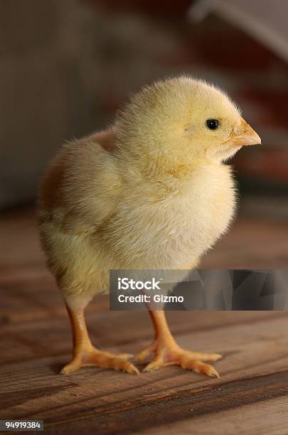 Pollo Foto de stock y más banco de imágenes de Amarillo - Color - Amarillo - Color, Animal, Animal doméstico