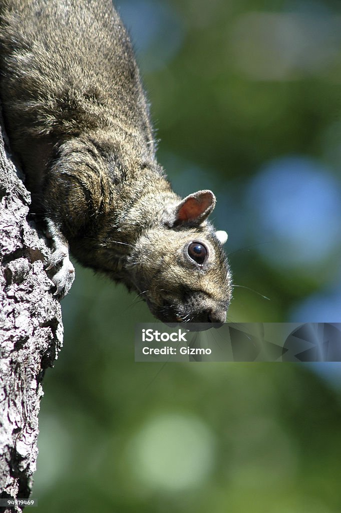 Ciekawski squirrel - Zbiór zdjęć royalty-free (Agresja)