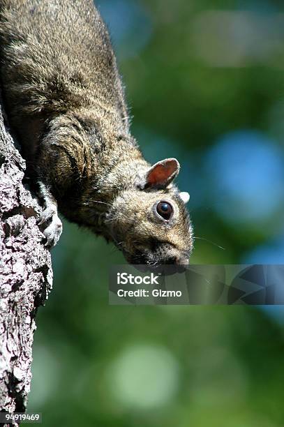 Ciekawski Squirrel - zdjęcia stockowe i więcej obrazów Agresja - Agresja, Bez ludzi, Ciekawość