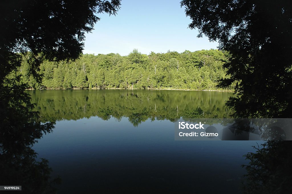 Forest lake - Foto stock royalty-free di Acqua