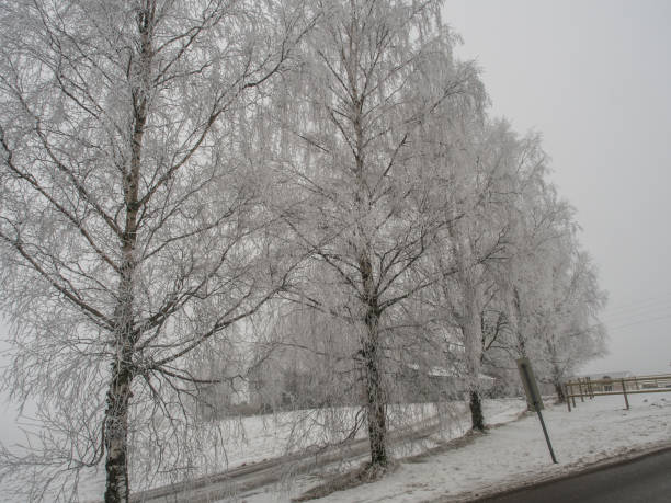 istock White, frosted trees in winter 949196374