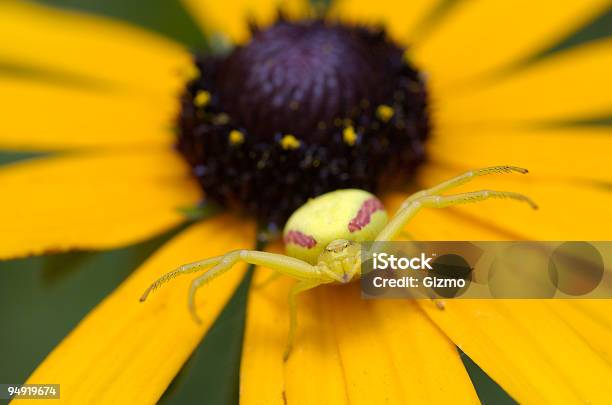 Come To Me Stock Photo - Download Image Now - Aggression, Animal, Animal Leg