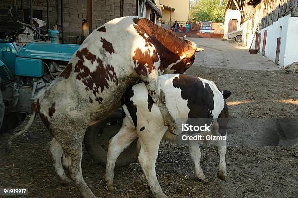 Photo libre de droit de Animal Sexe banque d'images et plus d'images libres de droit de Bovin domestique - Bovin domestique, Vache, Accouplement animal