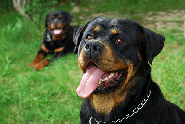 ロットワイラーカップル - security alertness canine pets ストックフォトと画像
