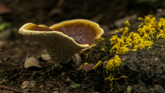 Close up photo of fungus world
