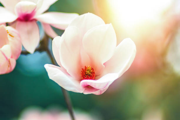 Blossoming of magnolia white flowers in spring time. stock photo