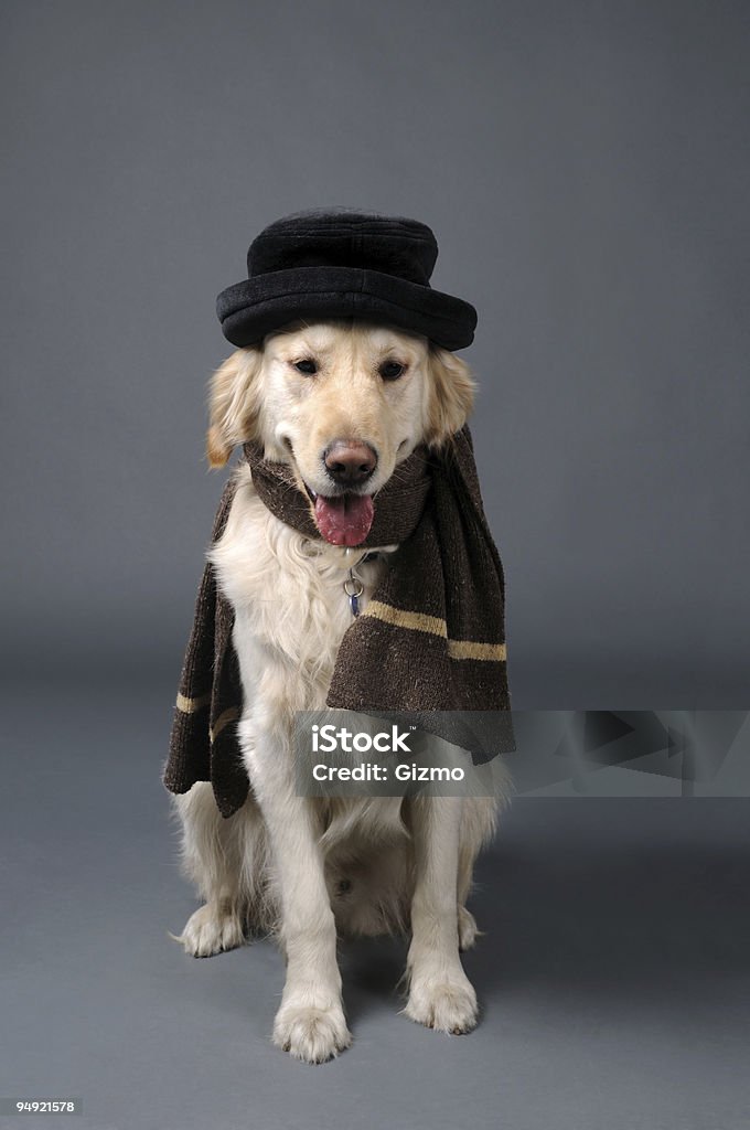 Retriever - Foto de stock de Animal royalty-free