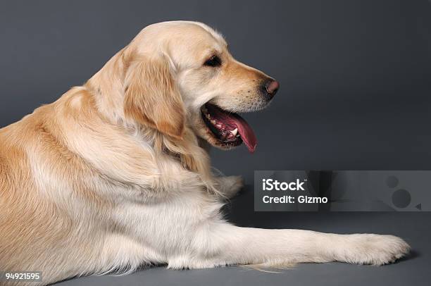 Perro Cobrador Foto de stock y más banco de imágenes de Acostado - Acostado, Alegre, Amistad