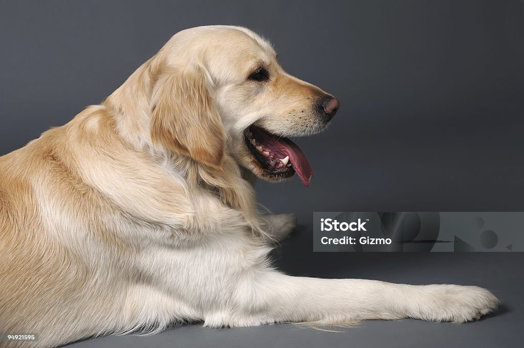 Retriever - Foto stock royalty-free di Allegro