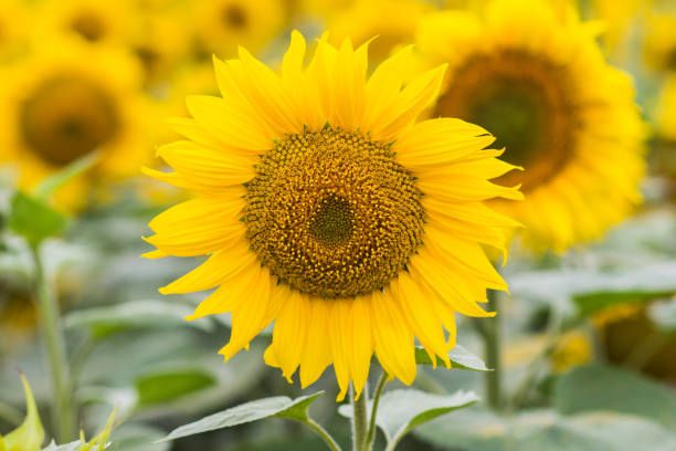 istock Beautiful sunflower field 949216512
