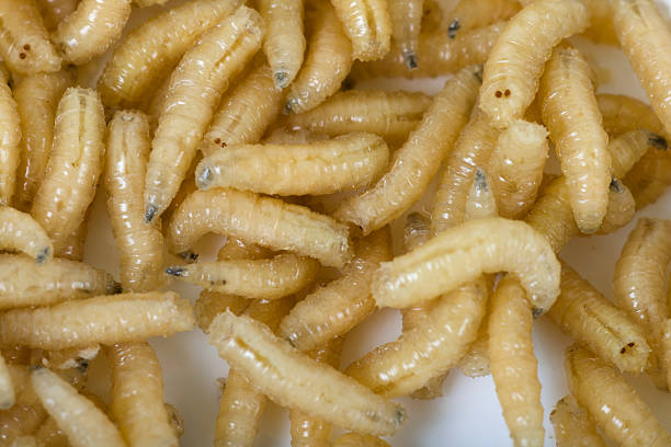 "cena di pesce" - larva foto e immagini stock