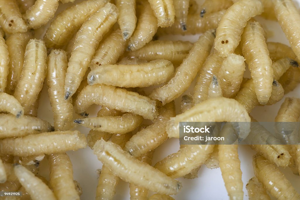 &quot;fish dinner&quot;  Maggot Stock Photo