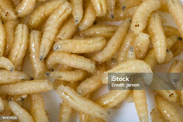 Quotfish Dinnerquot Stock Photo - Download Image Now - Maggot, Larva, Fly - Insect