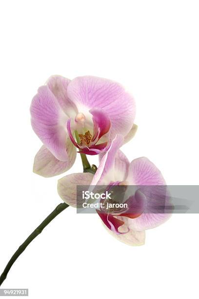 Rosa De Belleza Foto de stock y más banco de imágenes de Orquídea - Orquídea, Flor, Cabeza de flor