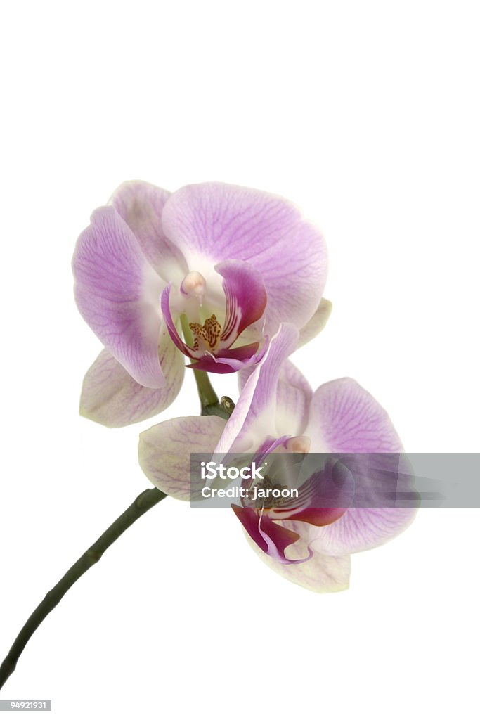 Beleza cor-de-rosa - Foto de stock de Orquídea royalty-free