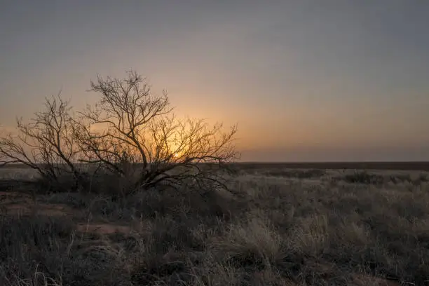 sunrise on mesquite bush near Seminole, Texas