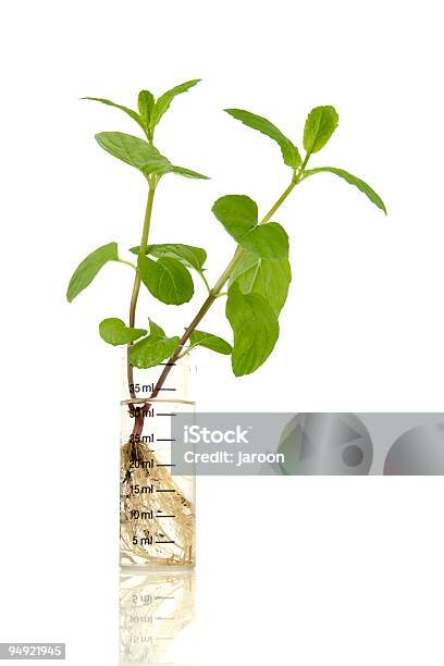 Mint En Un Tubo De Ensayo Foto de stock y más banco de imágenes de Menta - Gastronomía - Menta - Gastronomía, Flora, Probeta