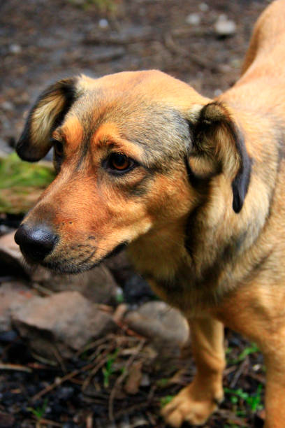 istock Curious homeless dog asking for food. Dog looking sadly forward 949219478