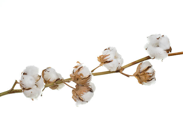 cotone 100% - cotton plant dry branch foto e immagini stock