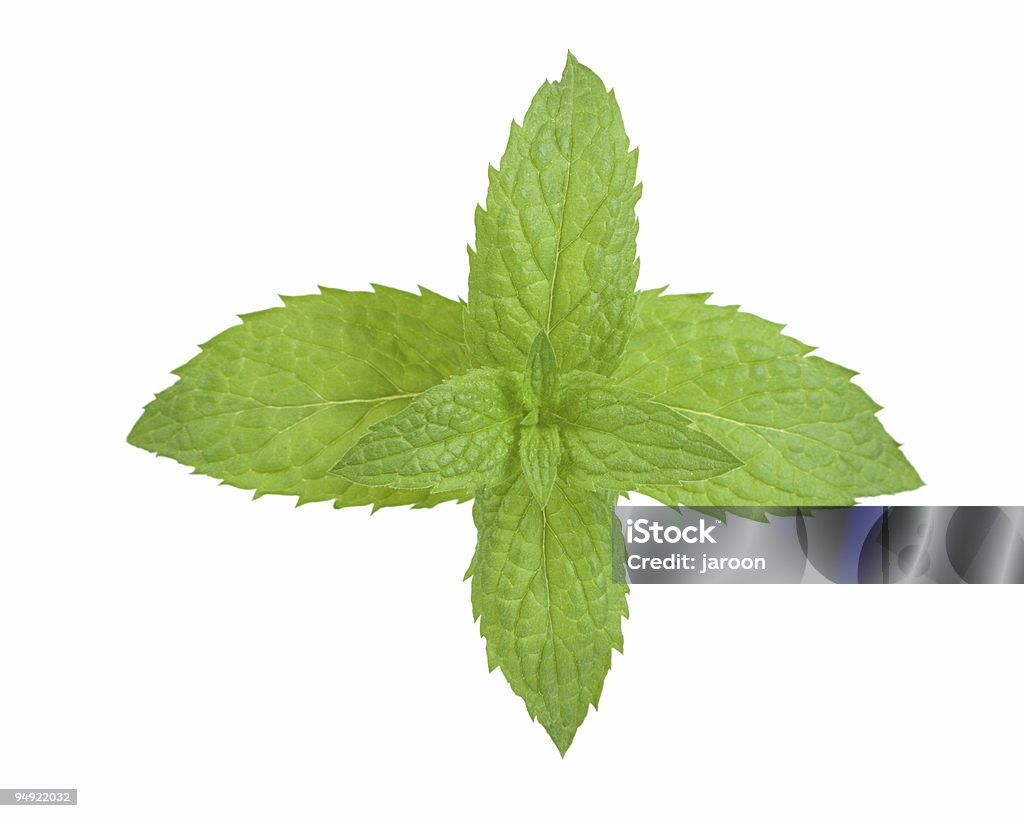 fresh mint  Close-up Stock Photo