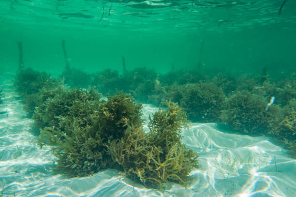 onderwater fotografie. sea weed plantage. zanzibar, tanzania. - zeewier stockfoto's en -beelden
