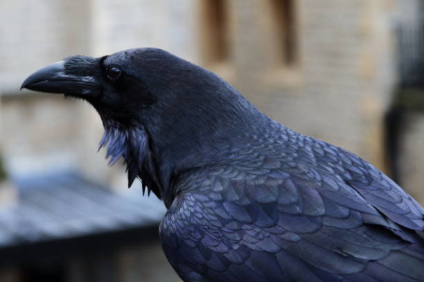 istock Tower of London raven 949223364