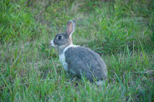 Wild hare sitting in the grass and eating grass. Skiathos island stock photo