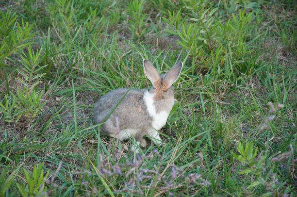 Hare sitting in the grass with his back to the camera. Concept of not facing the truth, problem, fear. stock photo