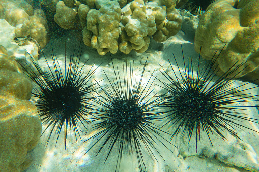 Underwater photography. Sea urchins. Zanzibar, Tanzania.