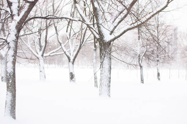 Trees covered with snow after severe snowfall in a city stock photo