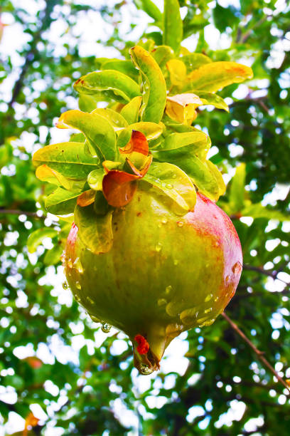 istock wet pomegranate tree - close up raindrops - after rain photography 949224794