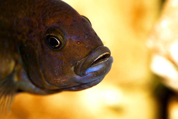 Goldfish swimming in the water with a black background photographed in Chengdu