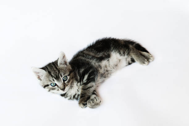istock little cat on a white background close-up 949227664
