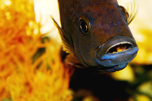 Aquarium fish close-up. cichlid predator with teeth in mouth