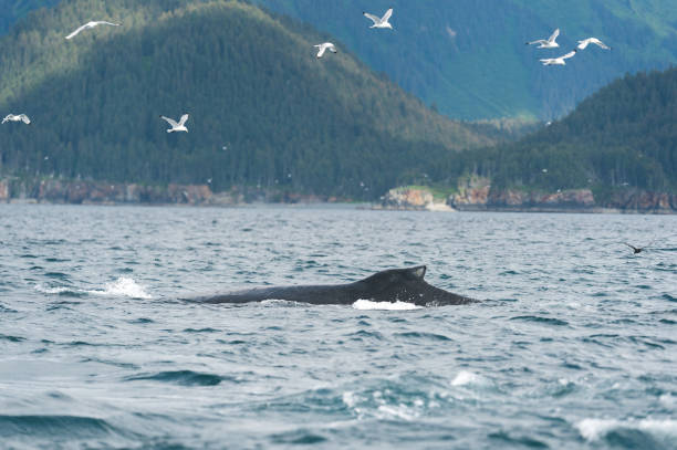 istock Whales in the Wild 949228074