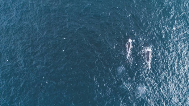 istock Whales in the Wild 949228076