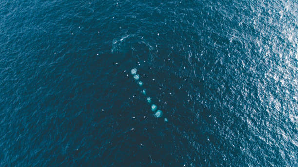istock Whales in the Wild 949228082