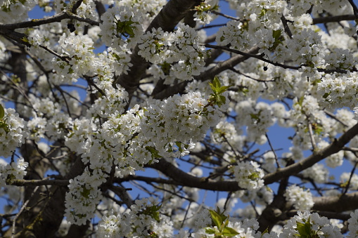 Prunus avium cerezo floración. Cerezas flores en una rama de árbol photo