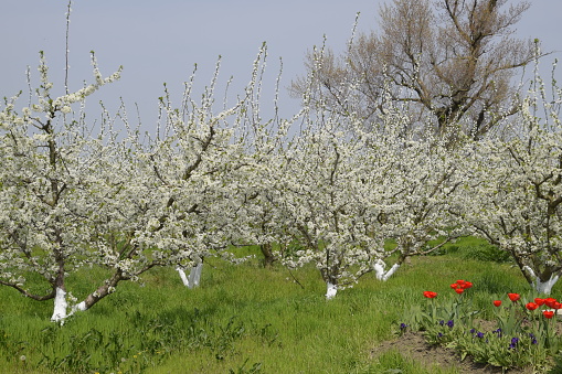 Flowering plum garden. Farm garden in spring.