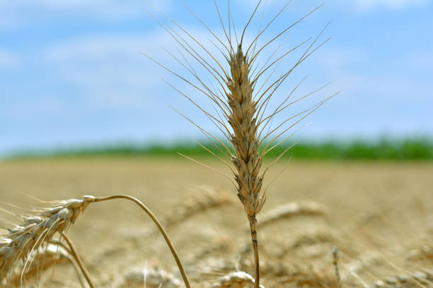 ухо пшеницы - зелёная плесень стоковые фото и изображения