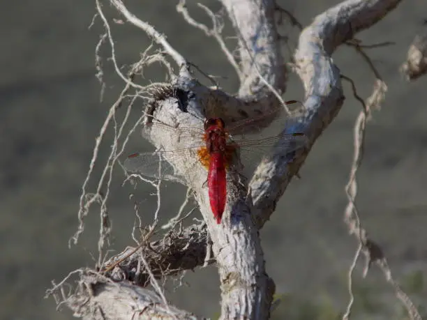 A beautiful red dragonfly is found on a dead tree branch, which offers a very beautiful contrast