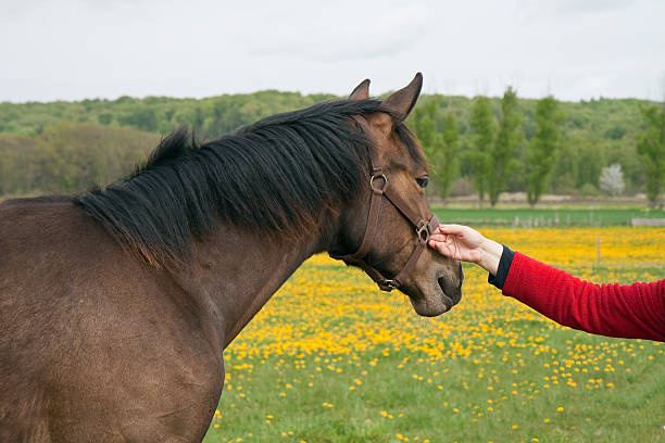 istock Woman Holding Horse 94923372