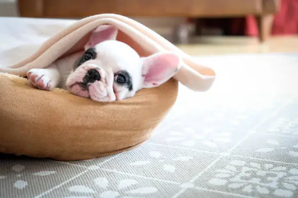 Cute Pied French Bulldog puppy lying in bed covered with soft blanket