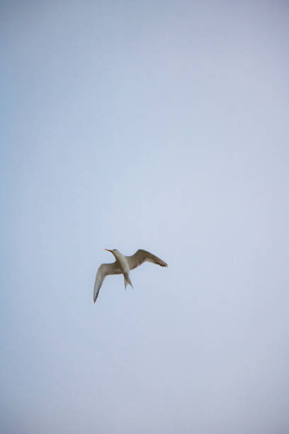 istock Greater Crested Tern bird in mid flight by the waterside on Paarden Eiland beach at sunrise. 949234972