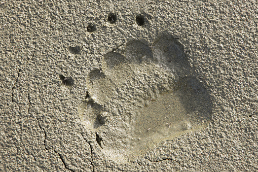 Grizzly bear Ursus horribilis right fore-paw track in lake-shore mud.